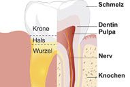 Anatomie